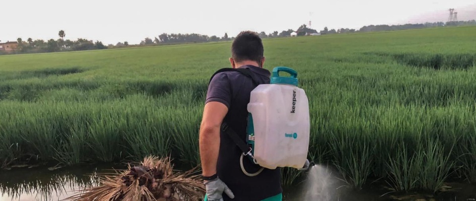 la-puebla-del-rio-actua-contra-el-mosquito-del-nilo-en-arrozales-colindantes-ante-la-inaccion-de-la-junta