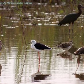 033LPDR_brazodeleste